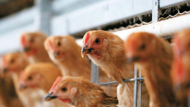 本港暫停進口波蘭和日本部分地區禽肉及禽類產品