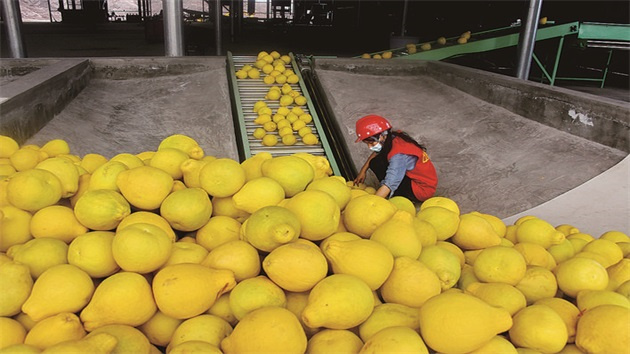 桂容縣特色農產品冷鏈倉儲基地項目一期試產運營