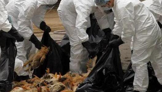 荷蘭農業大省暴發禽流感疫情 逾5萬隻家禽被撲殺