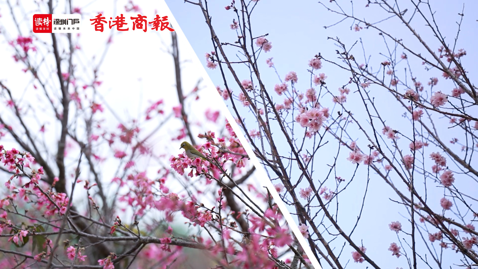 有片丨【深港環遊記】櫻花樹下，感受春天的第一次心動