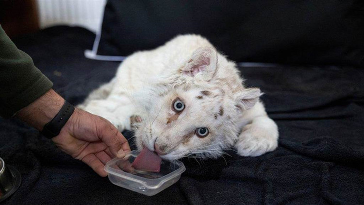3個月白虎寶寶被遺棄在動物園垃圾桶 獸醫緊急救治
