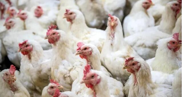 拉美一些國家禽流感疫情蔓延 
