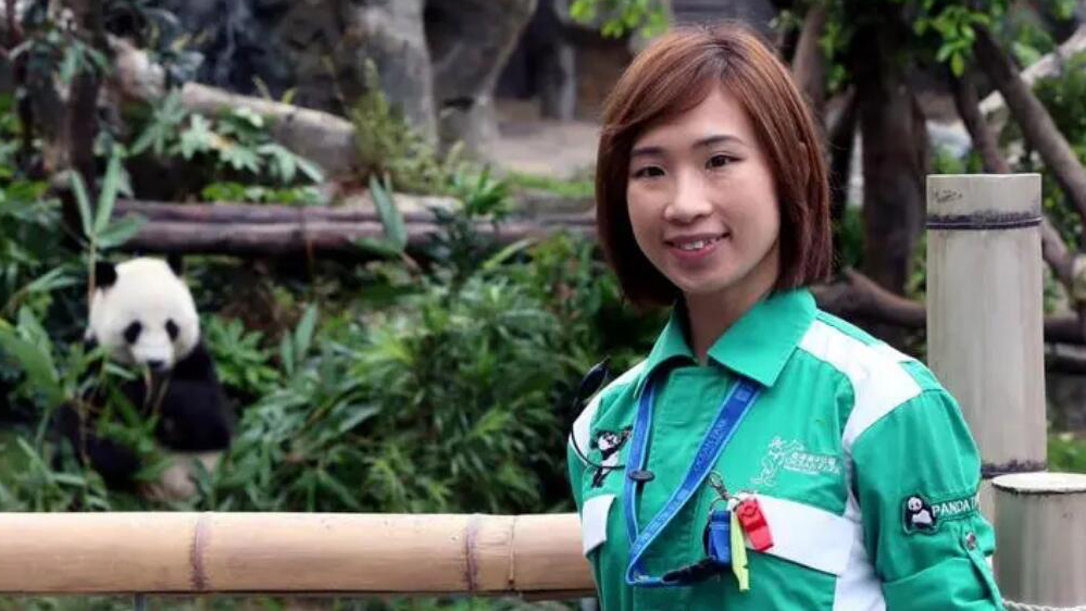 香港大熊貓護理員：我在做全世界最幸福的工作
