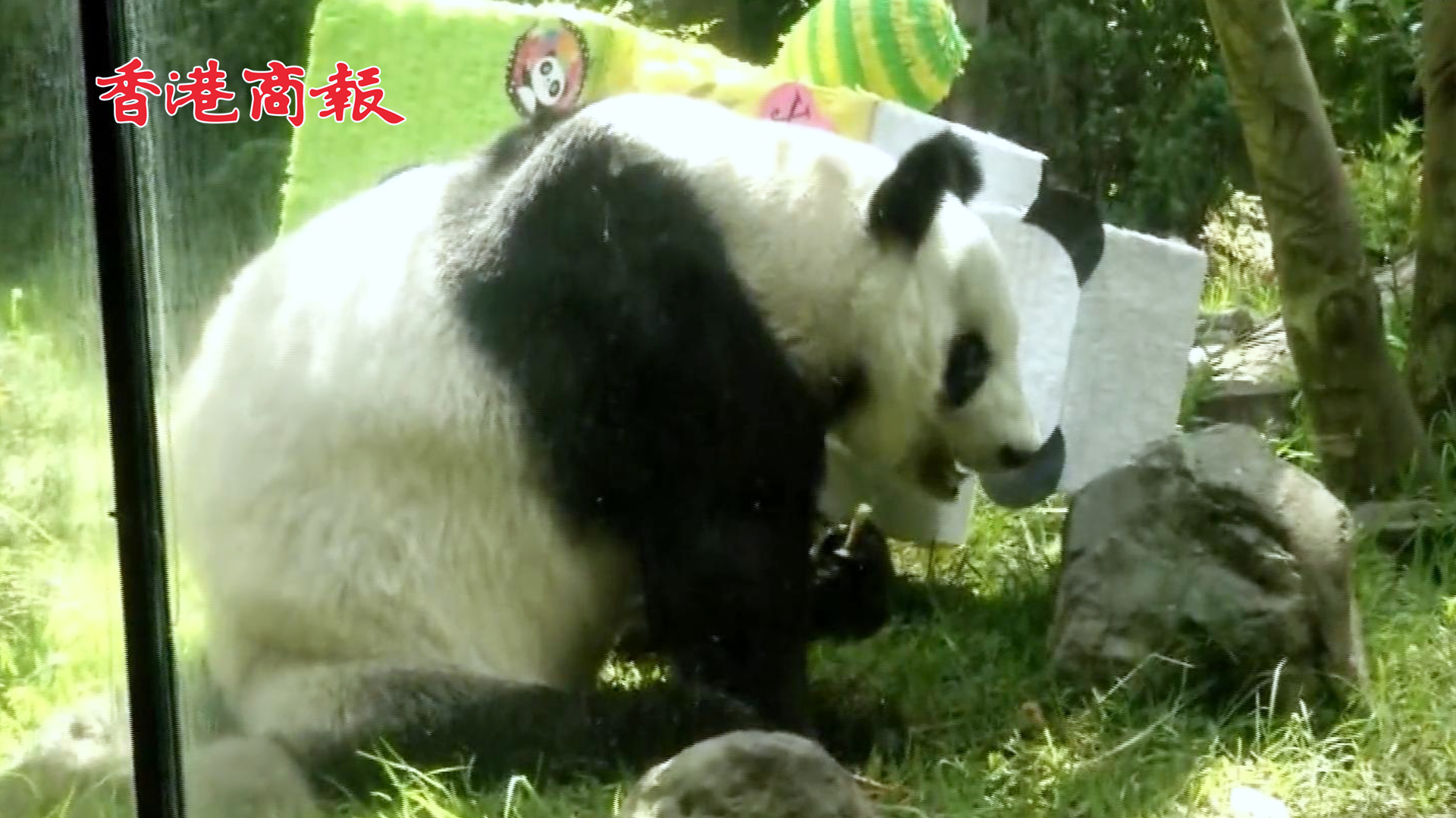 有片 | 拉丁美洲唯一的大熊貓33歲啦！ 動物園園長：「我們把中國的大熊貓照顧得很好」