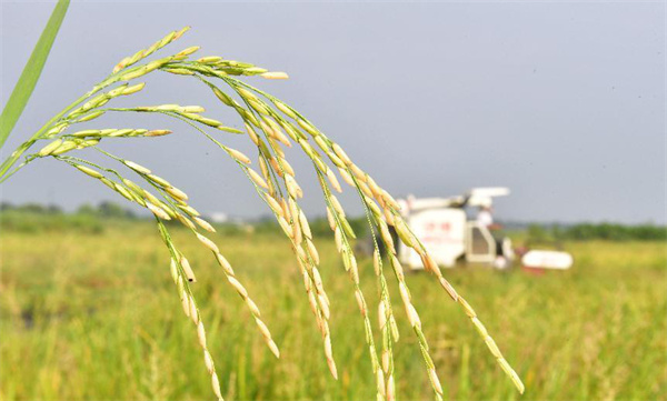 安徽巢湖：再生稻頭茬喜獲豐收