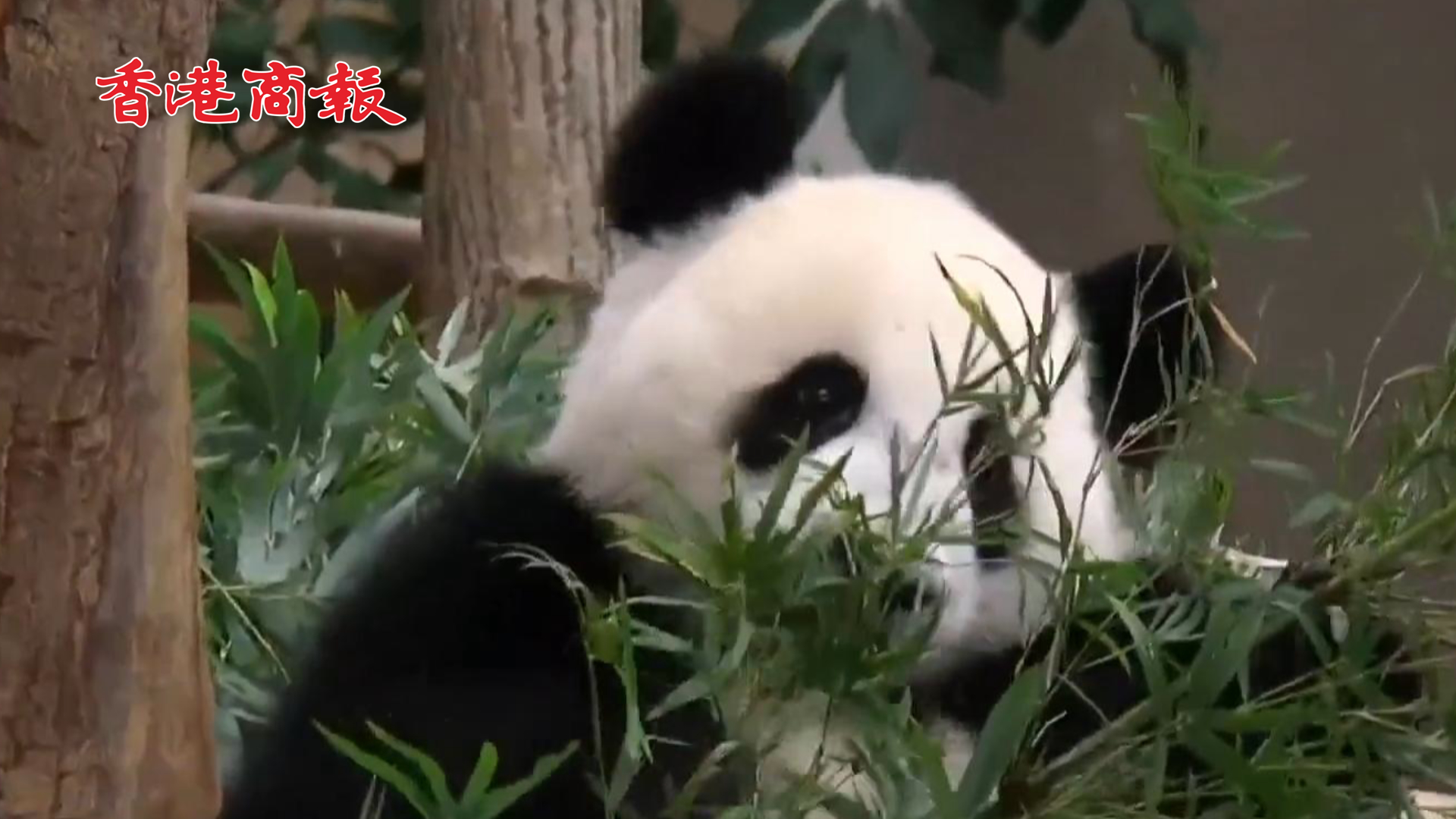有片 | 旅馬大熊貓「誼誼」和「升誼」將啟程返回中國 馬來西亞國家動物園發文表不舍