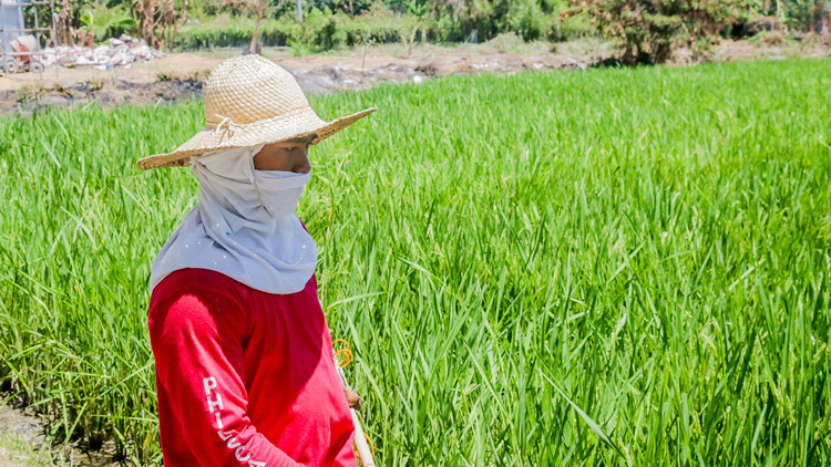 菲律賓設定大米價格上限 以控制大米成本