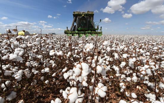 極端天氣致美國棉花減產 巴西或成全球第一大棉花出口國