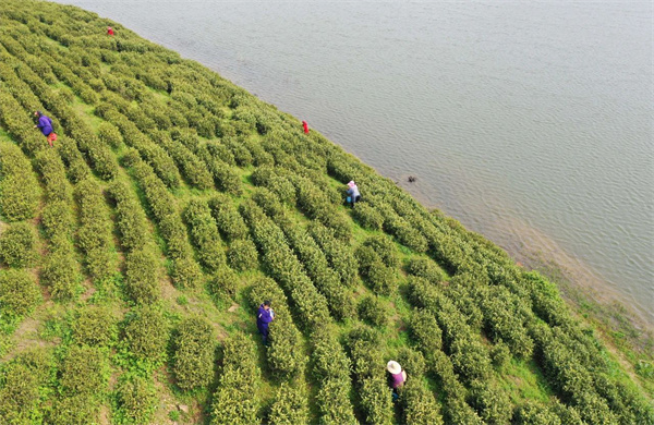 安徽巢湖：春茶全面開採