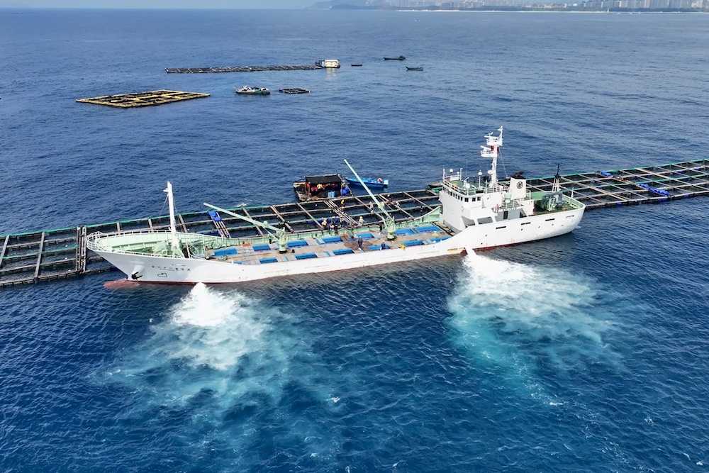 2024年海南首批16.9萬尾章雄魚苗出口日本