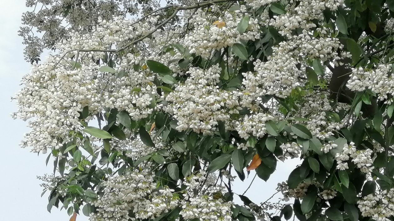 有片│四川什邡：千年古紅豆樹跨越10餘年喜開花