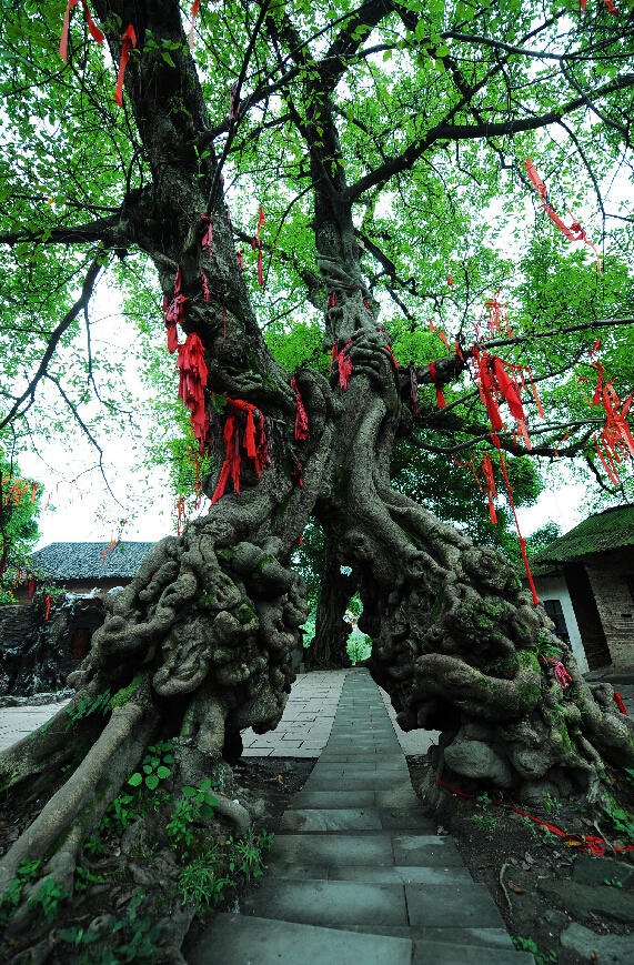 一棵"情人树" 引来众游客