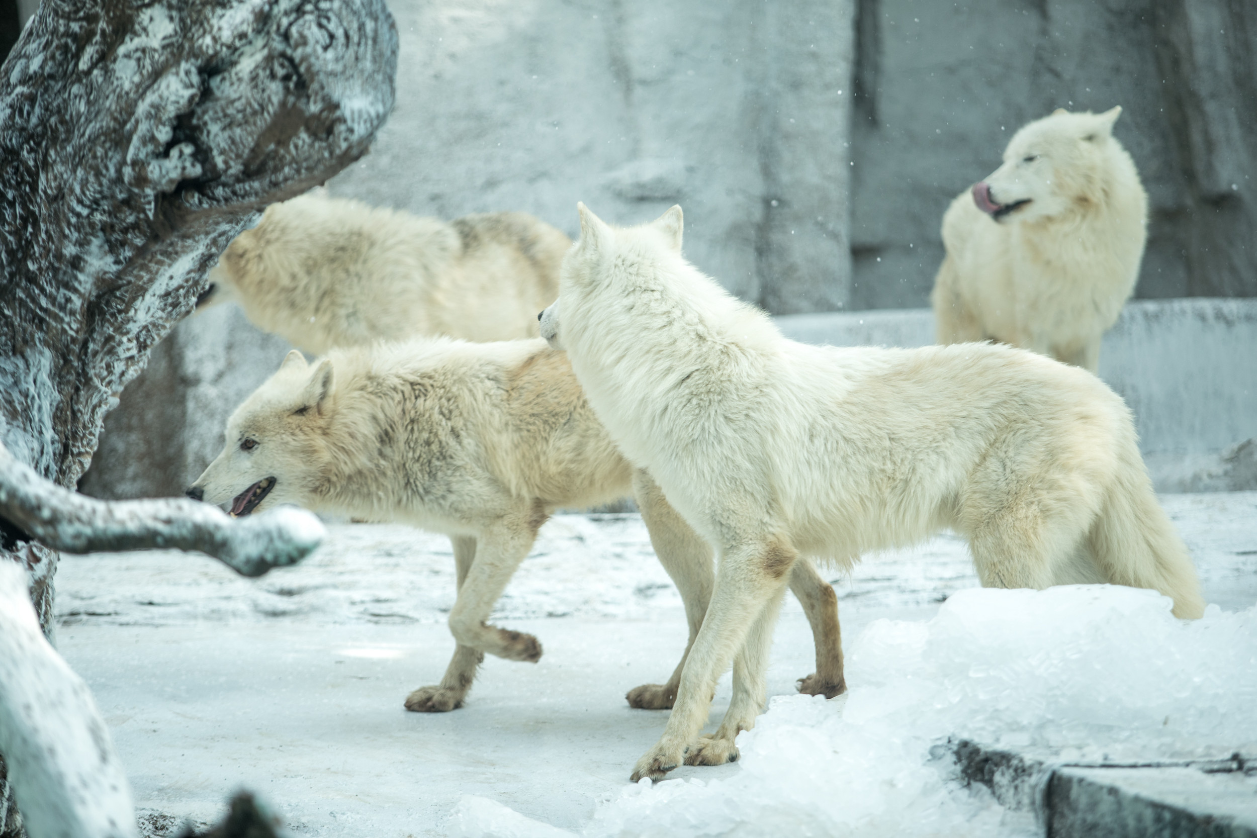 Wolves In Snow Wallpapers - Wallpaper Cave
