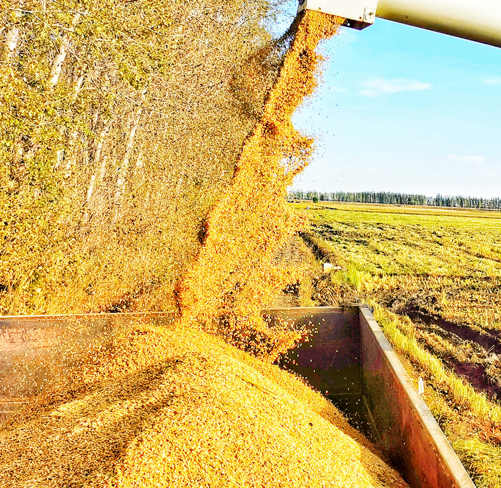 全国秋粮收获接近两成 秋天收获的是稻子还是麦子