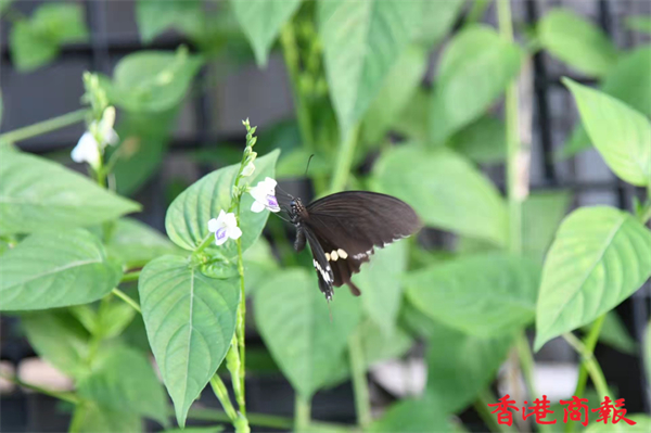 1635410976314847.jpg 5.jpg