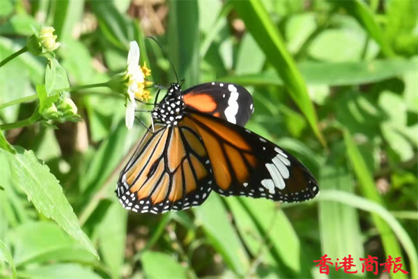 1635410985184073.jpg 6.jpg