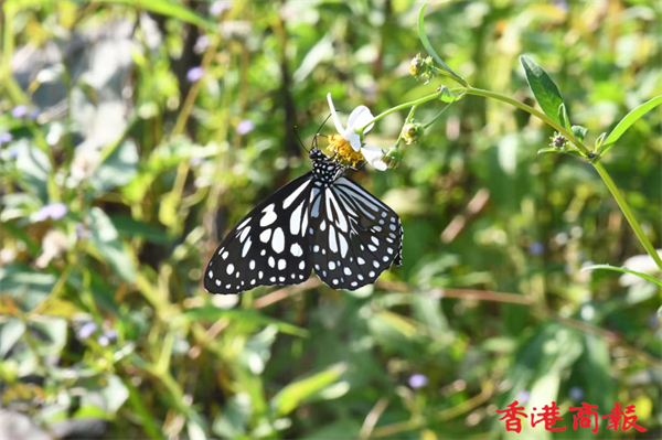 1635411026754132.jpg 10.jpg