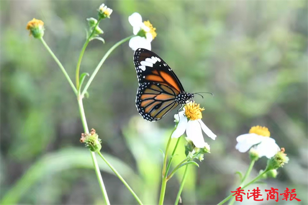 1635411049637109.jpg 12.jpg