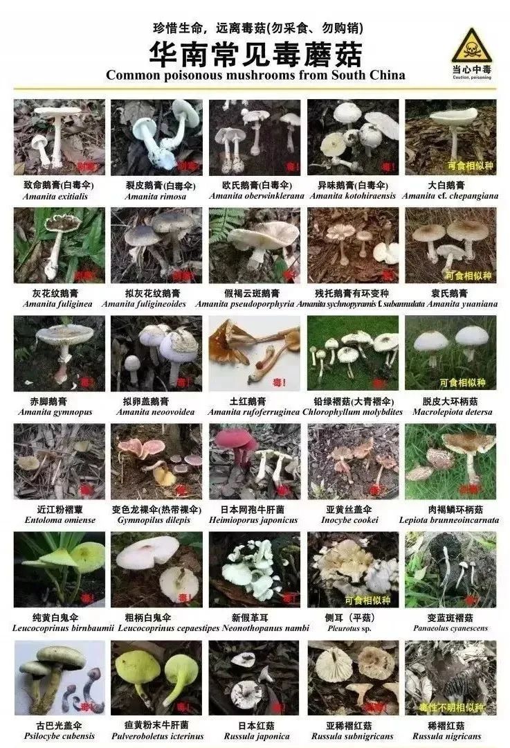 毒蘑菇02.jpg