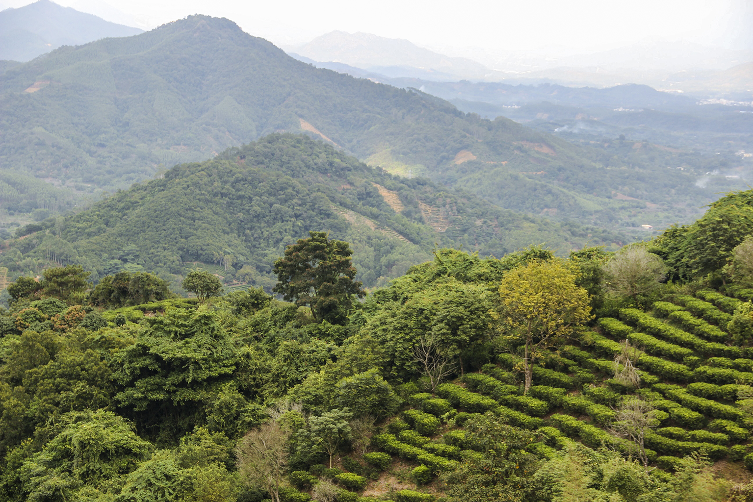 4凤凰山上茶园.jpg