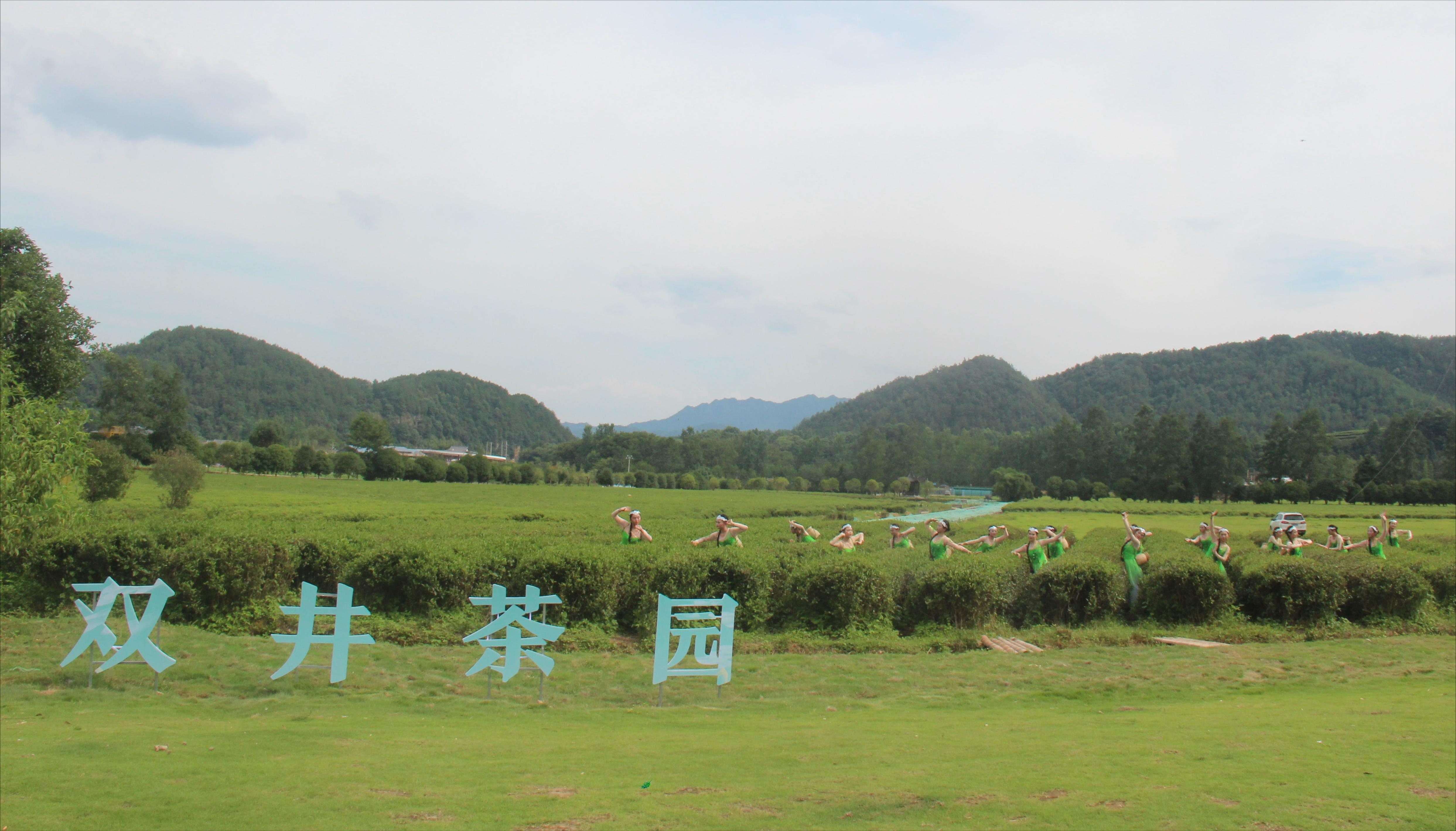 图三 双井茶园.jpg