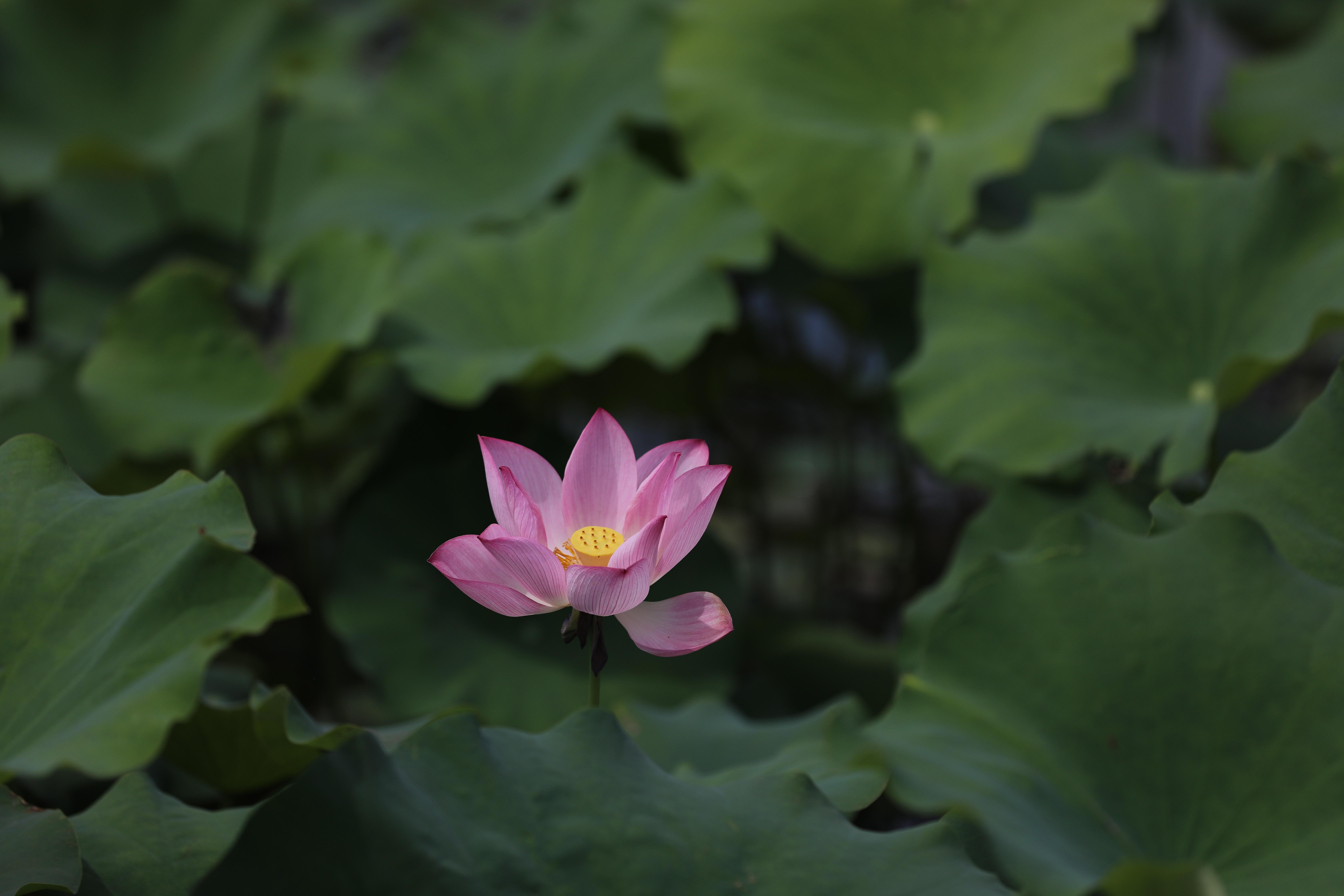 郝堂荷花盛开。余梦周摄 (3)(1).jpg