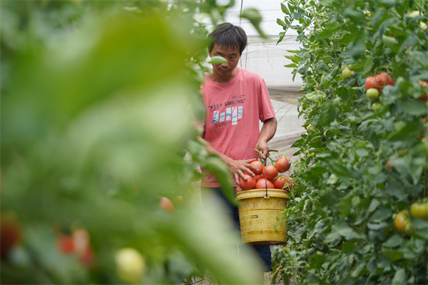 图-2：90后青年何秋亮在蔬菜大棚劳动。王友 摄影 (3)(1).jpg
