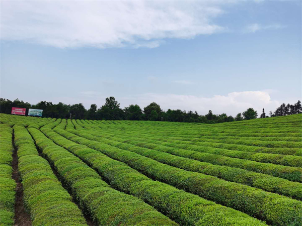 图片2 高岭中国村万亩茶海.jpg