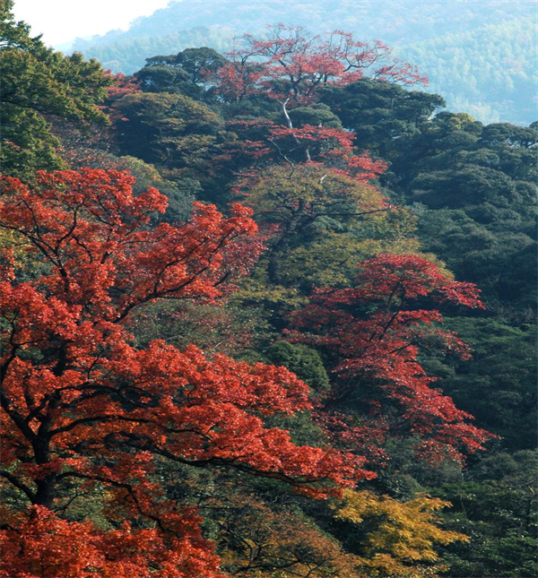 图片3 国家森林公园--汪胡原始森林.jpg