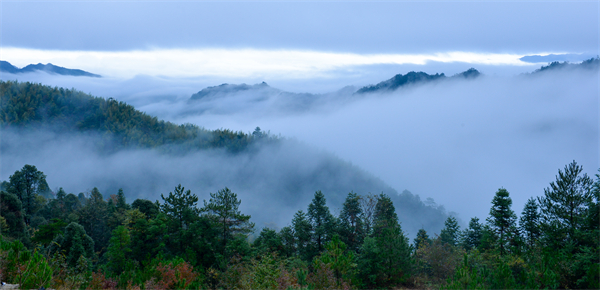 图2：雨后的五指峰国家森林公园云雾缭绕，美若仙境 钟芳亿摄.jpg