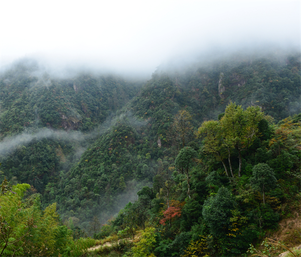 图4：雨后林海，绿意稠稠 钟芳亿摄.JPG