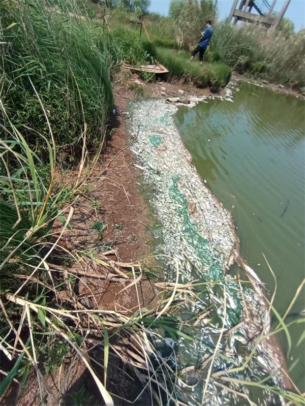 圖三:鄱陽湖內魚類大量死亡 胡振鵬攝.jpg