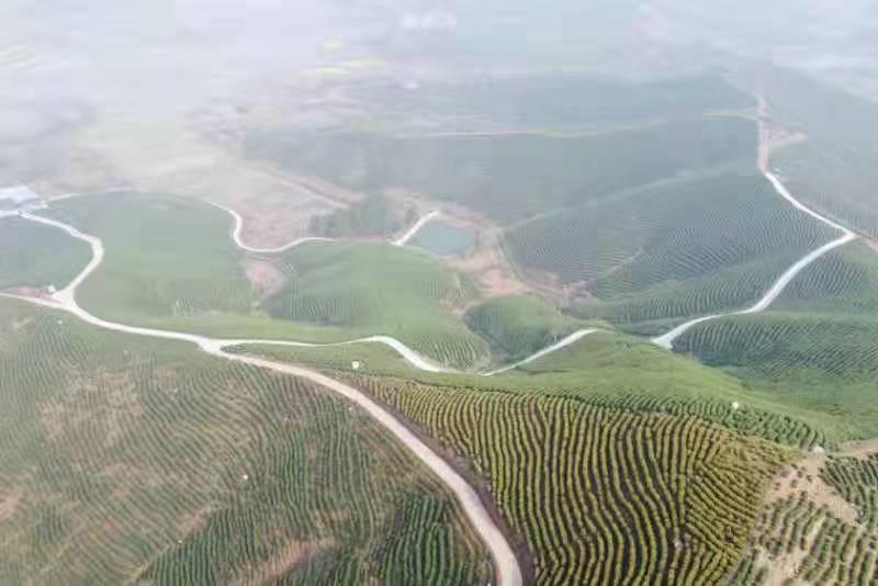 图二 都昌合岭茶山.jpg