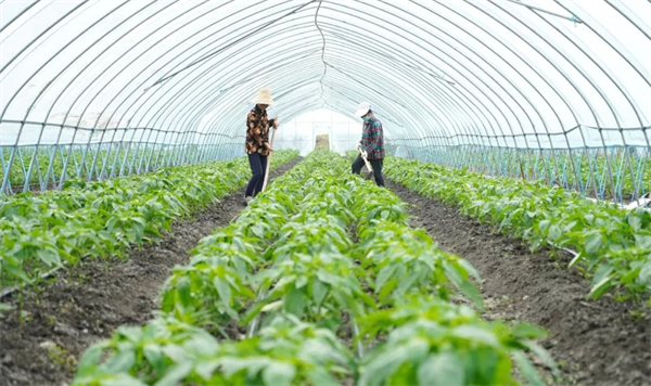 图片3.安徽巢湖:文明新風徐徐來 鄉村舊貌換新顏.jpg