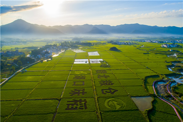 图三 赣北粮仓 湖口味稻.jpg