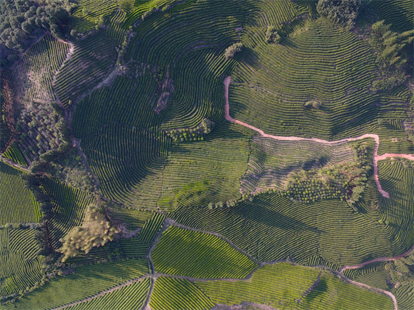 图4 臧湾乡寒溪村史子园生态茶园.JPG