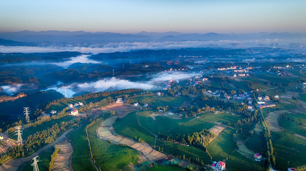 图五 茶园晨韵(邓京丽 摄).jpg