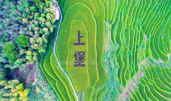 圖二 崇義上堡梯田風光.jpg