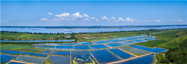 图六  彭泽稻渔种养业发达.jpg