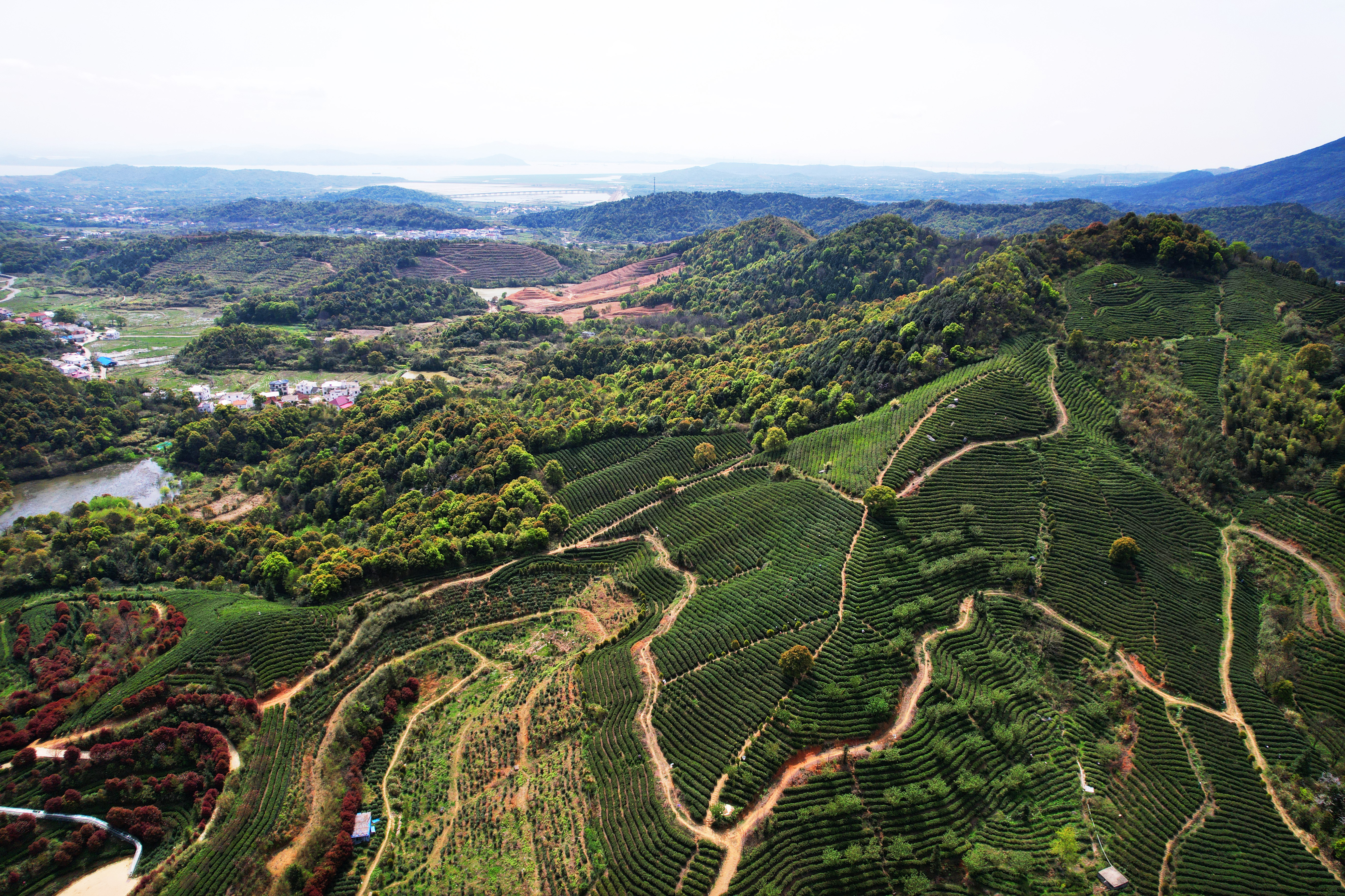 圖四 廬山雲霧茶種植基地.jpg