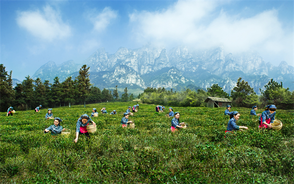 图三 庐山云雾茶茶采摘时节.jpg