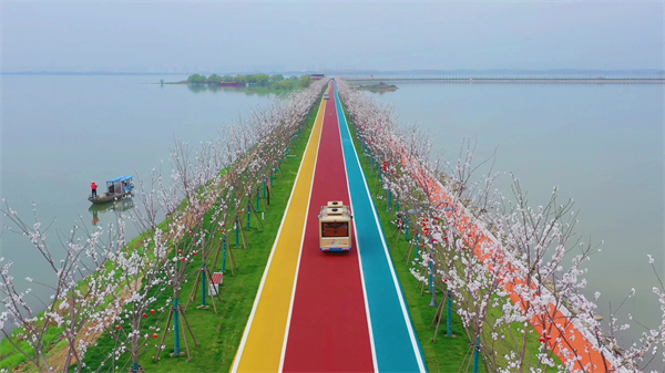 图四 赛城湖樱花大道.jpg