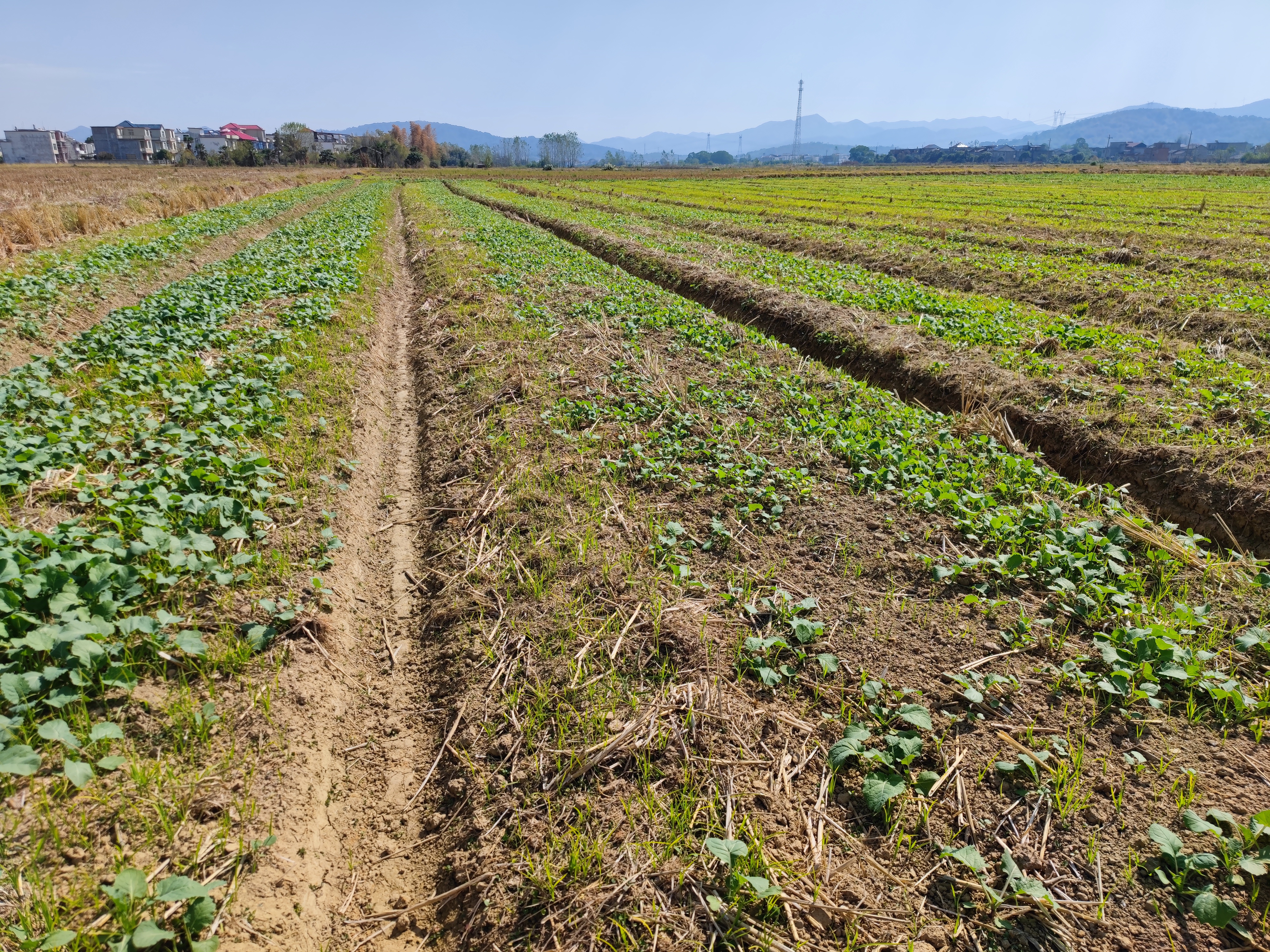 图一 瑞昌市油菜冬种拉开序幕.jpg