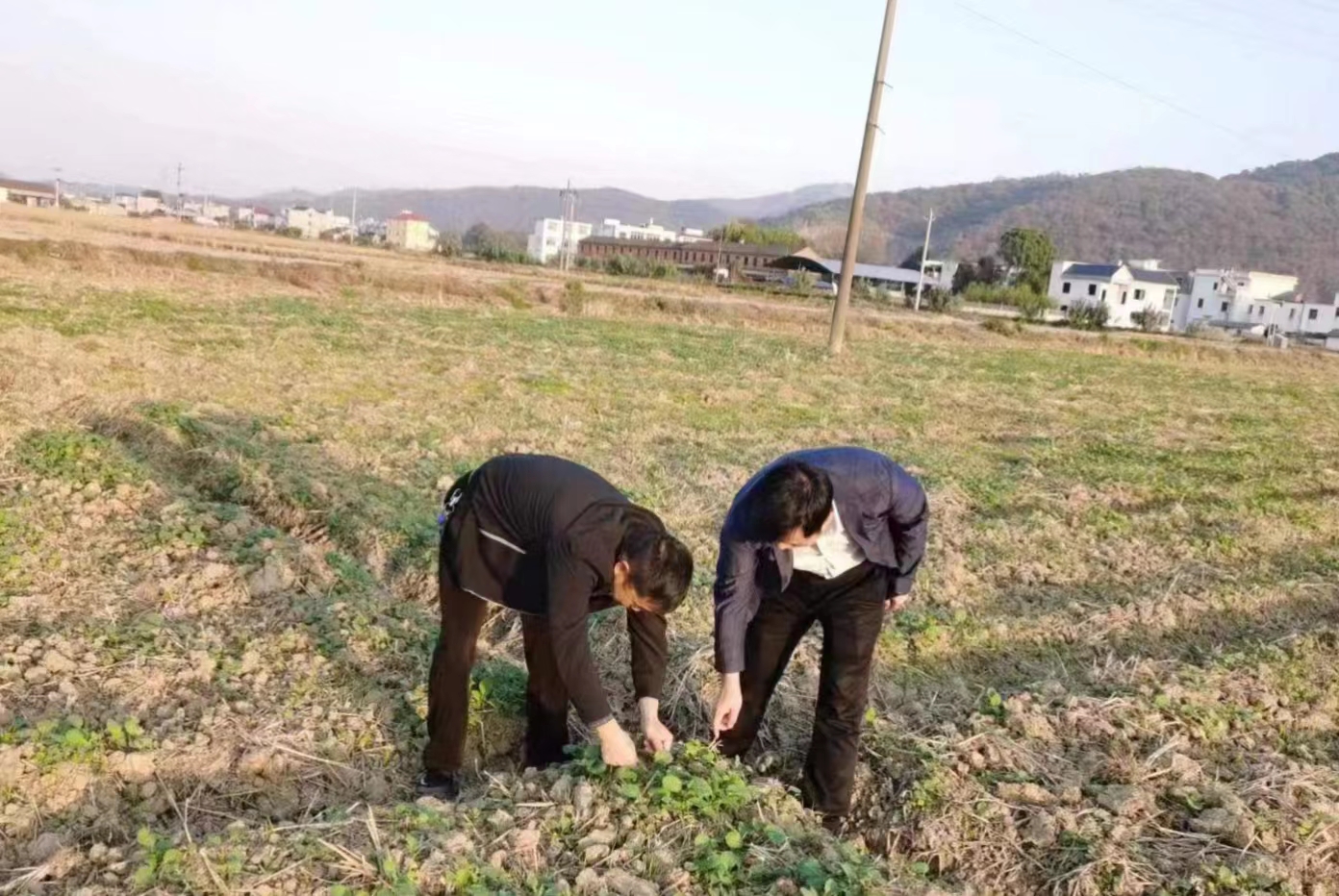 图三 市农业农村局技术人员察看油菜生长情况.jpg