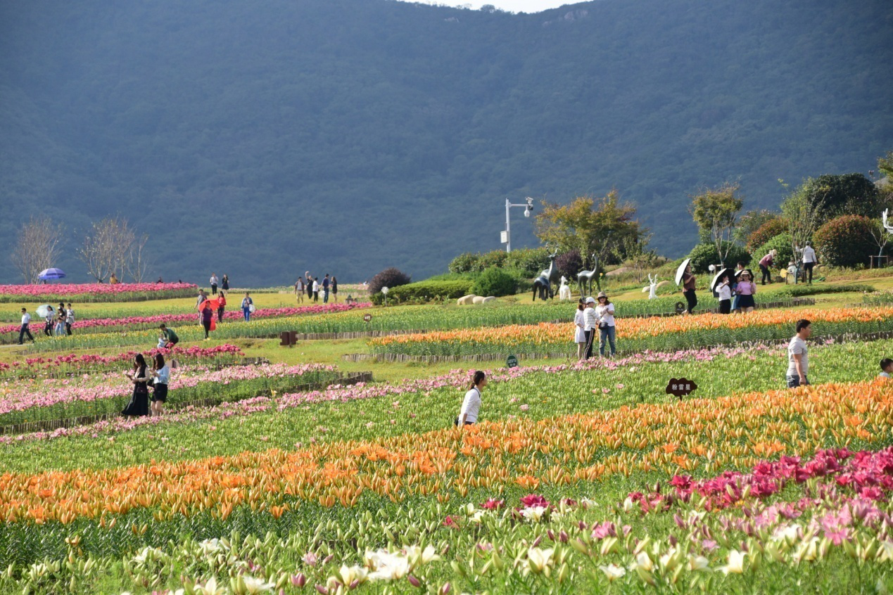 2.安徽巢湖經開區:「扮靚」 鬱金香高地花草度假區.png