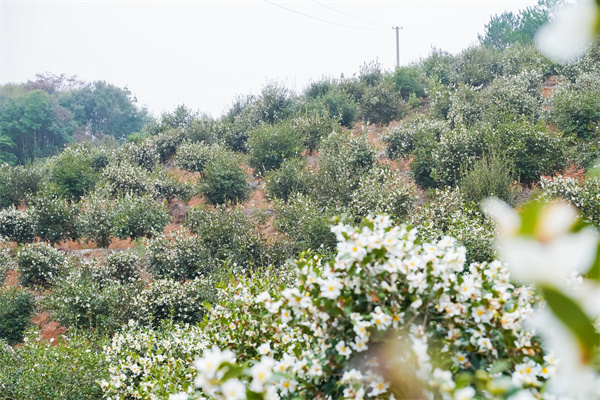 配图1:果园变油茶园,油茶花开漫山白 又是一年丰收时.jpg