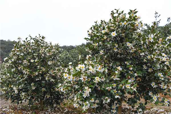 图4:安远县新龙乡田心村欧阳邦忠油茶基地 (摄影:伍煜).jpg