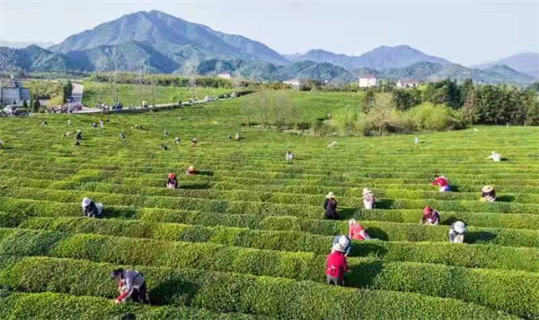 圖四 生态茶場春茶採摘忙.jpg