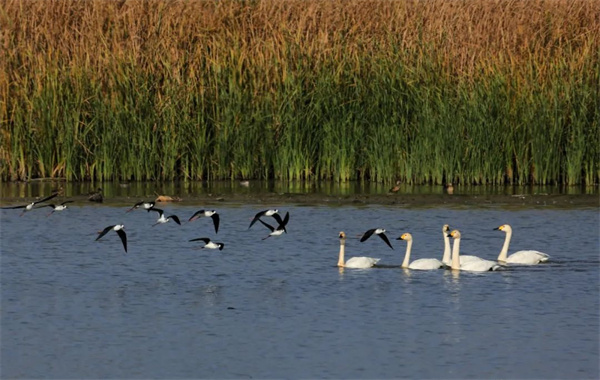 2.小天鵝、黑翅長腳鷸等眾多水鳥在濕地棲息.jpg