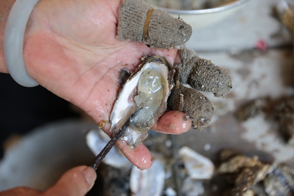 海蠣圖片1.JPG